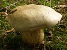Habitus