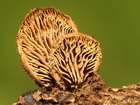 Habitus