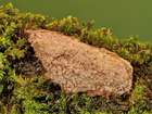 Habitus